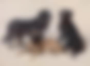 Friends (preview)