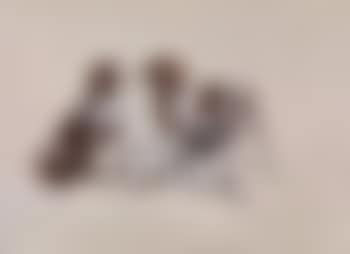 Friends (preview)