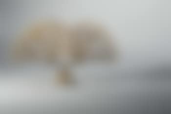 Hemispherical 'Bush' sculpture (preview)
