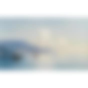 The Bay Of Yalta (preview)