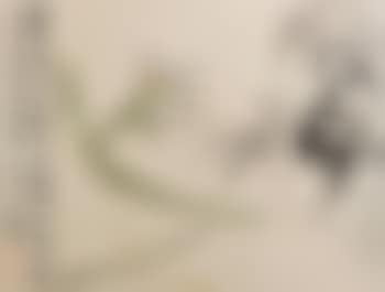 Narcissus (preview)