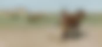 Saddling up (preview)