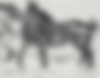Wildpferde. (preview)