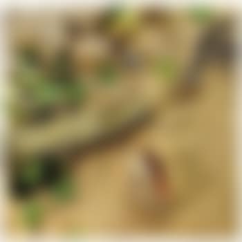 Caraibi (preview)