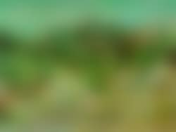Paysage provencal (preview)