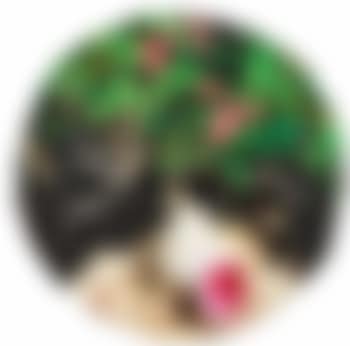 Conchiglia e bouganvillea (preview)