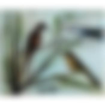 Trois Oiseaux (preview)