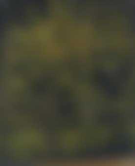 Arbres (preview)
