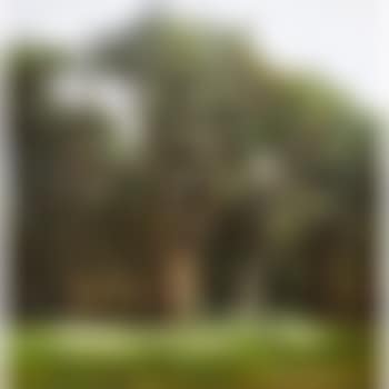 Arbres (preview)