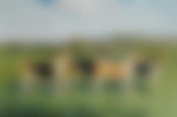 Prize Foxhounds in a landscape (preview)