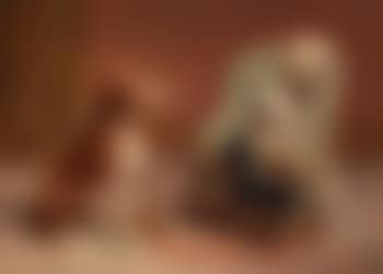 Two dogs attentively watching a white cat (preview)