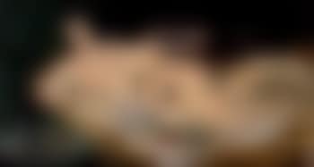 L'odalisque (preview)