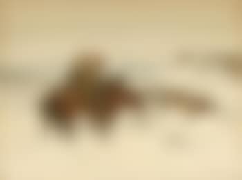 Last of the herd (preview)