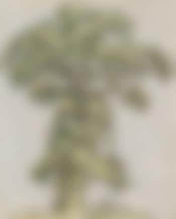 Baumstudie (preview)