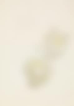 White Tuberose Begonia (preview)