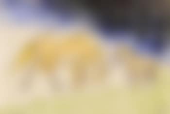 Pferd und Fullen (preview)
