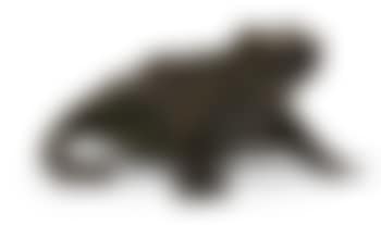 Crapaud (preview)