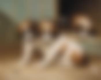 Puppies playing with a green beetle (preview)
