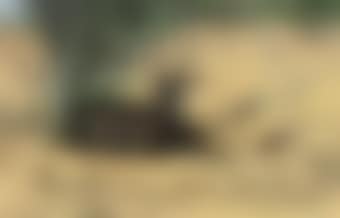 Water buck in the bush (preview)