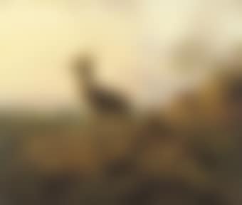 A deer overlooking a valley at dusk (preview)