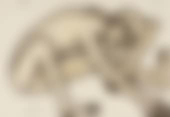 Man (Naked) in Gesticulation (preview)