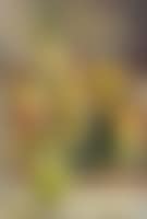 Nature morte aux fruits (preview)