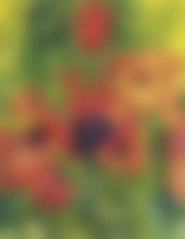 Poppies (preview)