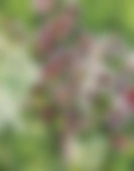 Hollyhocks (preview)