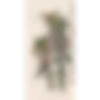 Grasshopper And Flowers (preview)