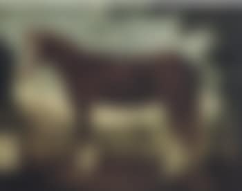 Ritratto di un cavallo (preview)