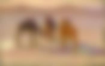 Camels at dusk. Camel head. Three camels in the desert (preview)