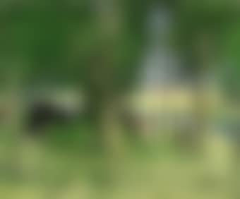Vaches sous les peupliers (preview)