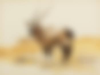 Oryx (preview)