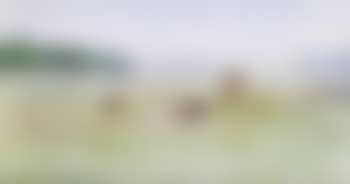 Vaches dans leur pâturage (preview)