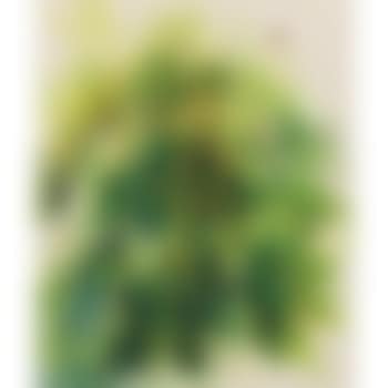 Leaf Children (preview)
