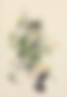 Floral Still Life with Plums (preview)