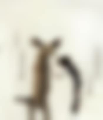 Press these wounds in soft kisses / the softest love (preview)