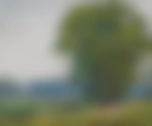 Cattle at pasture (preview)