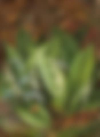 Lily of the valley (preview)