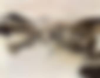 11-12-70 (preview)