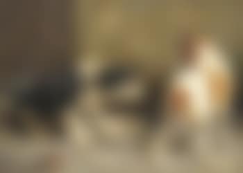 Chiens se disputant (preview)