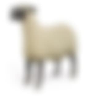 Brebis (De La Série Des Nouveaux Moutons) (preview)