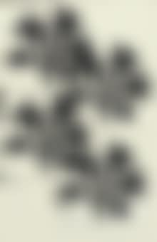 Untitled (floral) (preview)
