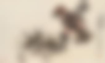 Pine and Eagle (preview)