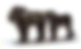Lion Et Lionne De Nubie (preview)