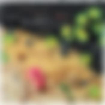 Conchiglia africana (preview)