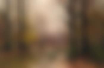 Woodland Landscape with River in Autumn (preview)