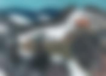 Hugelige Vorfruhlingslandschaft im Emmental (preview)