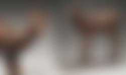 Faon, patte gauche en avant (preview)