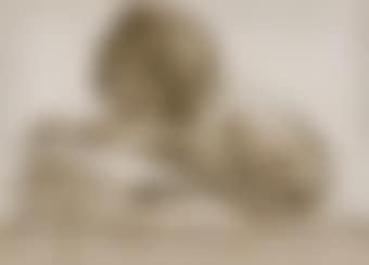 Lion couché (preview)